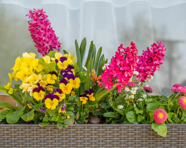 istock different coloured flowers stand in a flower box in front of a window 1220675584