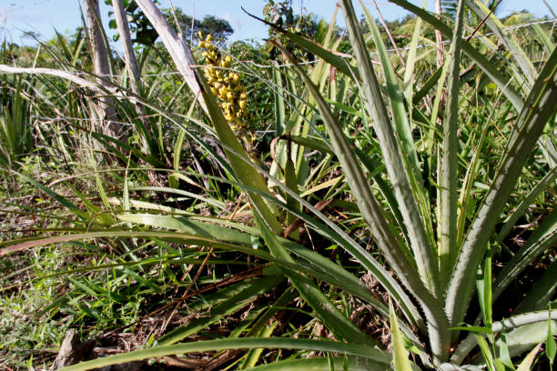 istock bromelia macambia, plant with thorns 1220678293