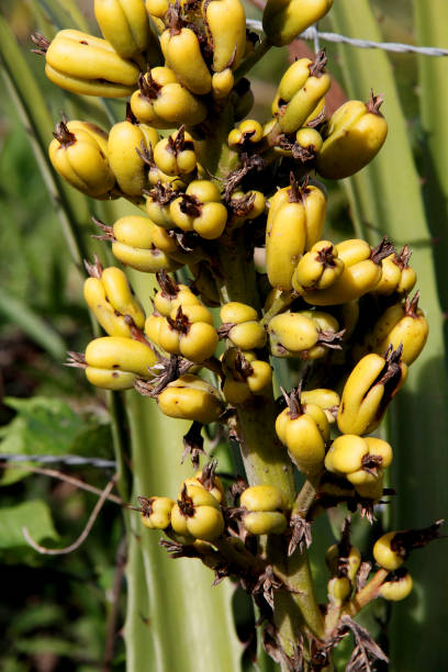 istock bromelia macambia, plant with thorns 1220678852