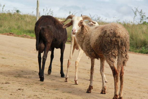 istock sheep breeding in bahia 1220679009