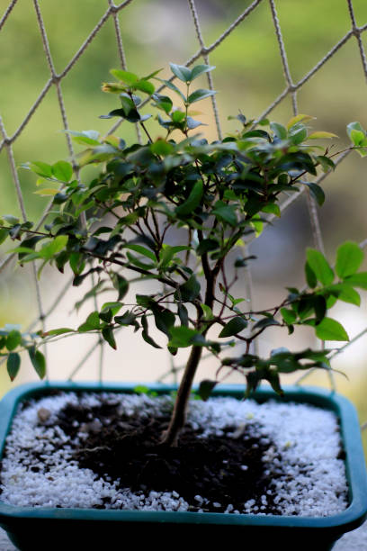 istock bonsai plant jabuticaba 1220679120