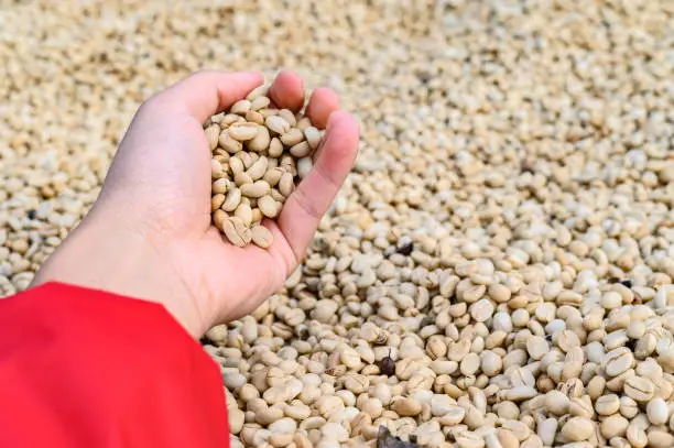 Photo of Close up of someone hand with coffee cherries drying in the sun.