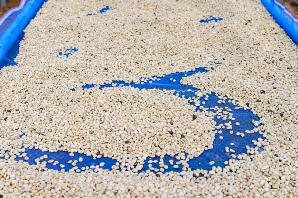 Photo of Coffee cherries drying in the sun. The dry method for processing the cherries coffee.