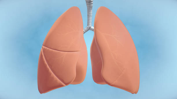 istock Graphic Visualisation of Healthy Human Lungs 1220681072
