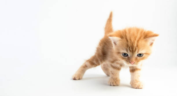 istock Cat baby tabby Kitten Cute Beautifu on white background 1220682020
