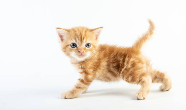 istock Cat baby tabby Kitten Cute Beautifu on white background 1220682025