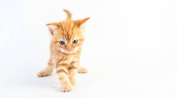 istock Cat baby tabby Kitten Cute Beautifu on white background 1220682037