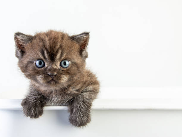 istock Cat baby tabby Kitten Cute Beautifu on white background 1220682041