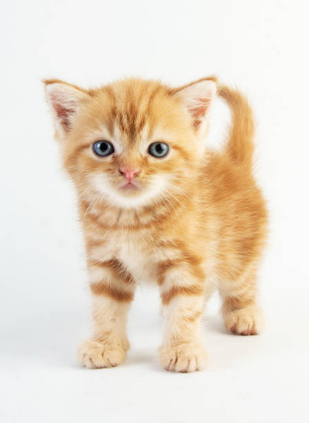 istock Cat baby tabby Kitten Cute Beautifu on white background 1220682044