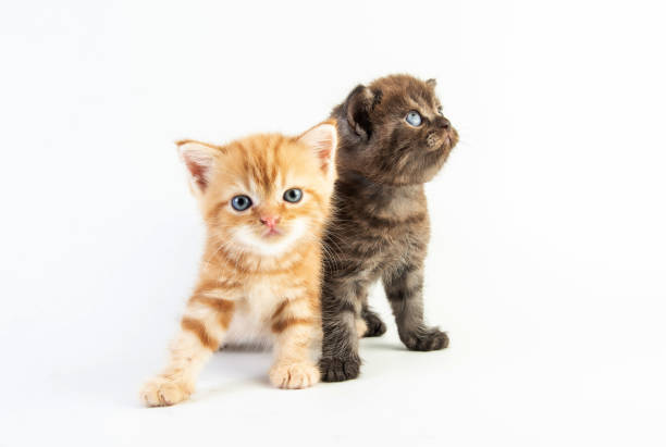 istock Cat baby tabby Kitten Cute Beautifu on white background 1220682047