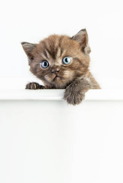 istock Cat baby tabby Kitten Cute Beautifu on white background 1220682050