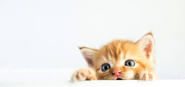 istock Cat baby tabby Kitten Cute Beautifu on white background 1220682052