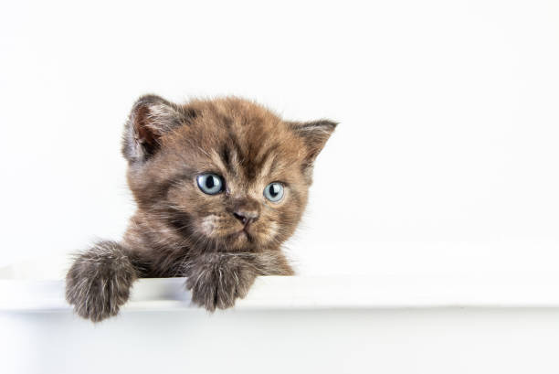 istock Cat baby tabby Kitten Cute Beautifu on white background 1220682053