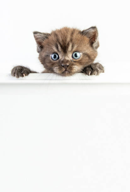 istock Cat baby tabby Kitten Cute Beautifu on white background 1220682057