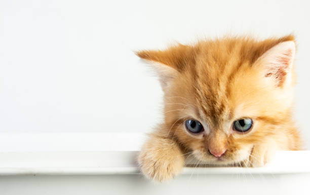 istock Cat baby tabby Kitten Cute Beautifu on white background 1220682058