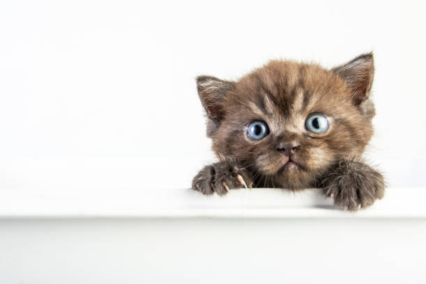 istock Cat baby tabby Kitten Cute Beautifu on white background 1220682061
