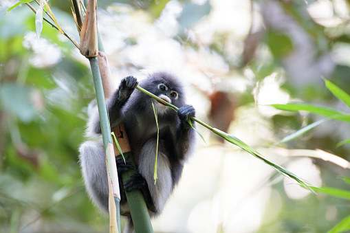 Adult Dusky leaf monkey, spectacled langur or spectacled leaf monkey (Trachypithecus obscurus), high angle view, front shot, in the morning sitting and foraging on the bamboo branch under the brightly sunlight in tropical forest of Kaeng Krachan National Park, the jungle of Thailand.