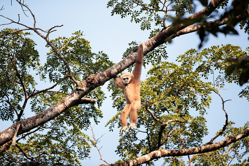 Closeup Lar gibbon (Hylobates lar) or White-handed gibbon, high angle view, front shot, in the morning hanging on the branch of the tree in tropical forest, Khao Yai National Park, the jungle of Thailand.