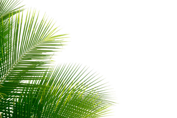 istock Green leaf of palm tree isolated on a white background 1220683802