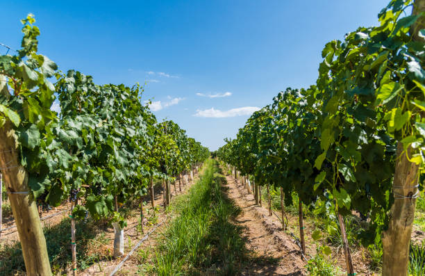 istock Vine plants in a vineyard in Mendoza on a sunny day with blue sky 1220683820