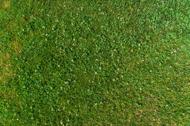 istock Natural abstract background of green bright grass 1220684463