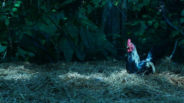 istock Chicken looking for food between straw waste in a farm 1220686189