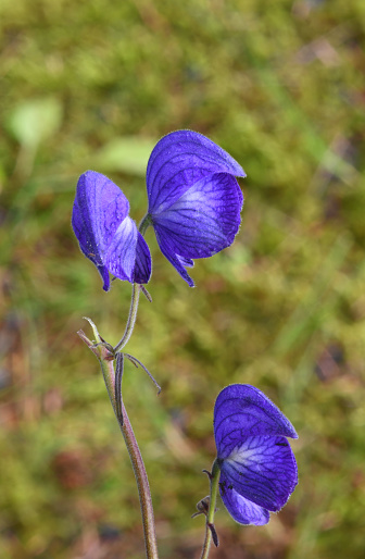 Monkshood, Alaskan wildflower blooming in June and July. This beautiful but poisonous flower (Aconitum sp.) is also known as aconite, wolf’s bane or devil’s helmet.