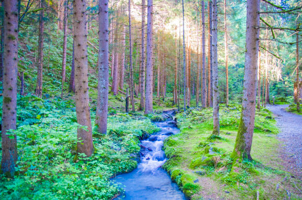 istock Mountain stream surrounded by greenery and woods 1220687091