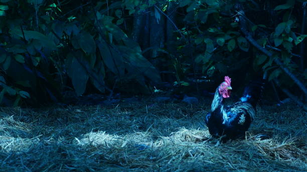istock Chicken looking for food between straw waste in a farm 1220689620