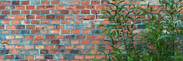 istock A bush against a dark red brick wall. 1220690324