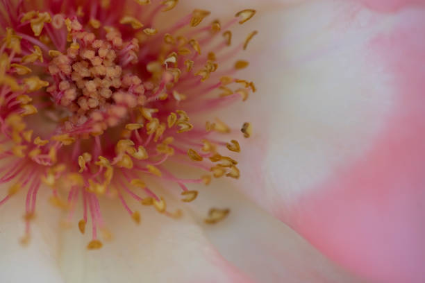Stamens, pistils of a rose close-up