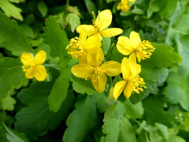 istock Celandine, Chelidonium majus, medicinal herb 1220692709