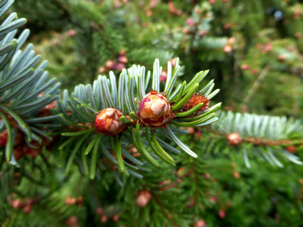 istock spruce with flower buds in spring in Germany 1220692710