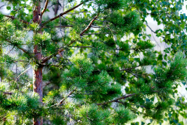 istock Real nature backround: green spruce on a beautiful sunny summer day 1220692743