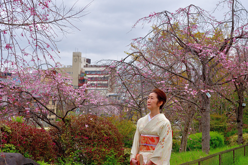 A Japanese woman in kimono is enjoying cherry blossom in full bloom on the bank of Kamo River in Kyoto. \nKamo River flows through the center of Kyoto City from north to south and has been associated with various aspects of Kyoto’s history and events over many centuries.
