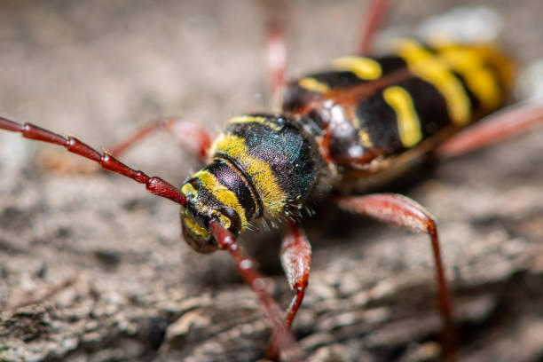 istock A beautiful longhorn beetle sitting on wood 1220695556