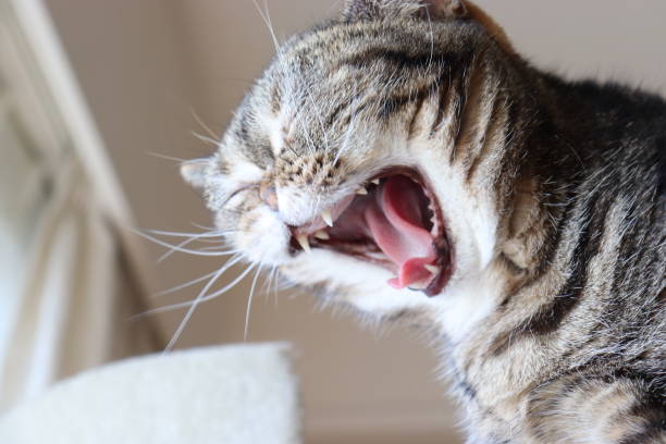 istock Yawning cat with a big mouth open. 1220697264
