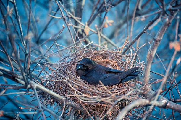 oeufs de pose de corbeaux dans le nid - birds nest animal nest animal egg blue photos et images de collection