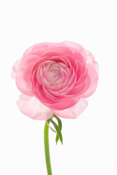 istock Buttercup flower , bright, thousand petals 1220698914