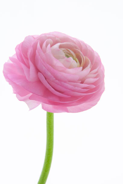istock Buttercup flower , bright, thousand petals 1220699051