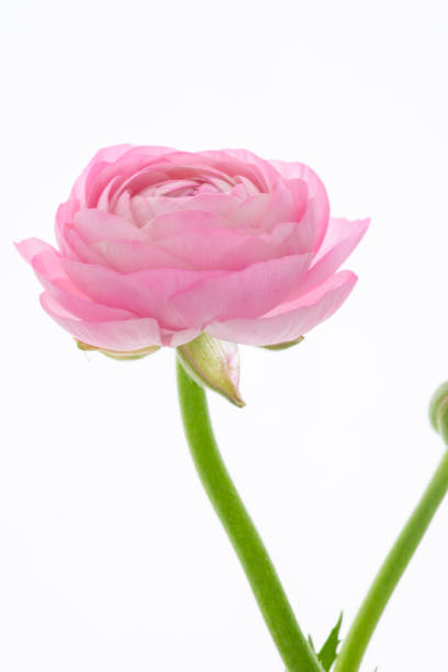 istock Buttercup flower , bright, thousand petals 1220699158