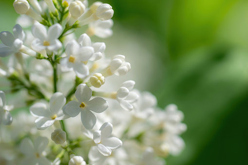 Branch of blossoming white lilac on a sunny day on a blurred background.