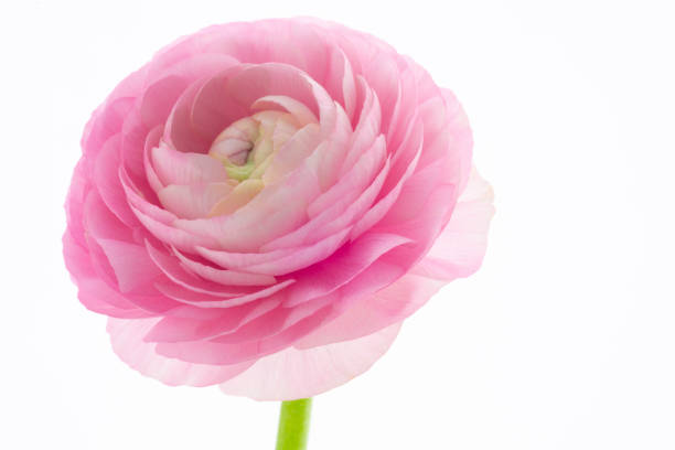 istock Buttercup flower , bright, thousand petals 1220699272