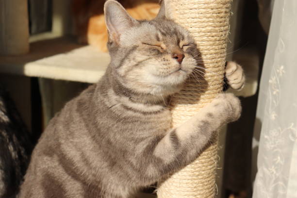 istock Cat sticking to a pillar in the sunshine. 1220699587