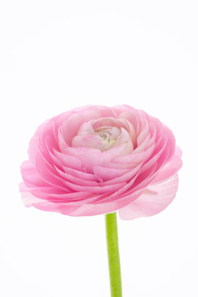 istock Buttercup flower , bright, thousand petals 1220699887