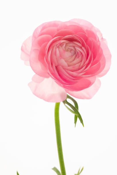 istock Buttercup flower , bright, thousand petals 1220699893