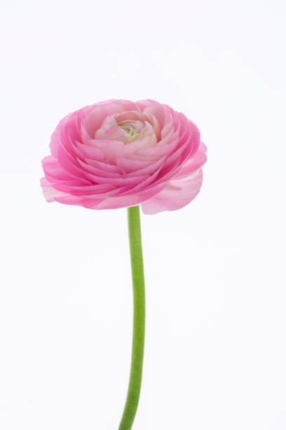 istock Buttercup flower , bright, thousand petals 1220699904
