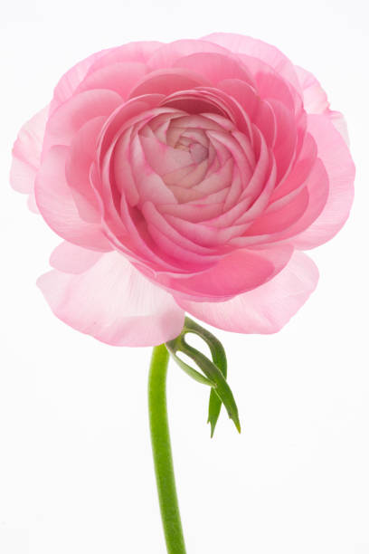 istock Buttercup flower , bright, thousand petals 1220699979