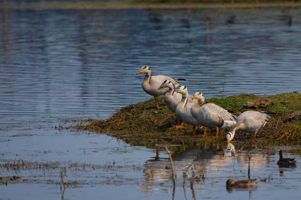 Friendship Bar-headed goose bar headed goose anser indicus stock pictures, royalty-free photos & images