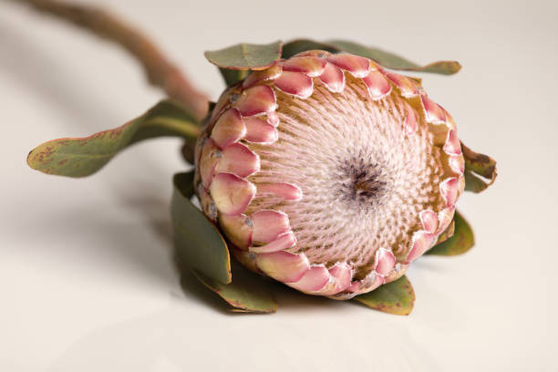 istock Close-up of a protea flower isolated on a white background 1220700893